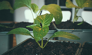 Paprika 'Mavras', jonka sirkkalehdet näkyvät varressa alimmaisina ja niiden päällä kaksi lehtiparia varsinaisia lehtiä.